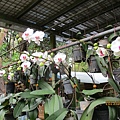 IMG_4418.JPG