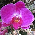 IMG_4420.JPG