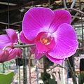 IMG_4419.JPG