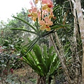 IMG_4471.JPG