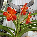 IMG_4492.JPG
