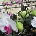 IMG_4649.JPG