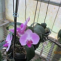 IMG_4650.JPG