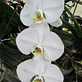 IMG_4651.JPG