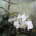 IMG_4652.JPG