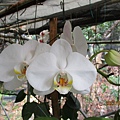 IMG_4657.JPG