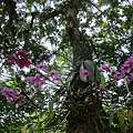 IMG_4661.JPG