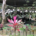 IMG_4774.JPG
