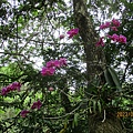 IMG_4919.JPG
