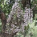 IMG_4911.JPG