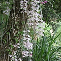 IMG_4921.JPG
