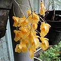 IMG_4957.JPG