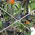 IMG_4971.JPG