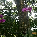 DSCN7447.JPG