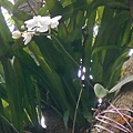 DSCN7450.JPG