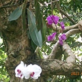 DSCN7451.JPG