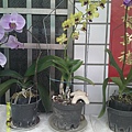 DSCF0006.JPG