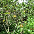 IMG_5575.JPG