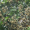 IMG_5648.JPG