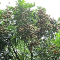 IMG_5659.JPG