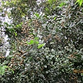 IMG_5671.JPG