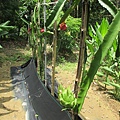 IMG_5693.JPG