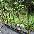 IMG_5675.JPG