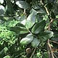 IMG_5690.JPG