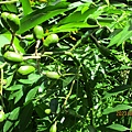 IMG_5715.JPG