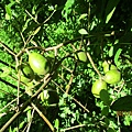 IMG_5718.JPG