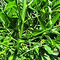 IMG_5716.JPG