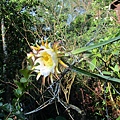 IMG_5739.JPG
