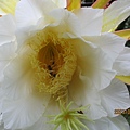 IMG_5737.JPG