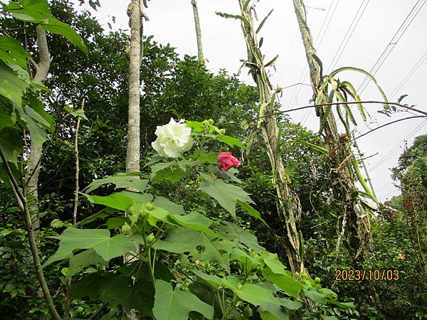 重瓣木芙蓉