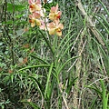 IMG_5893.JPG