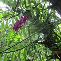 IMG_5883.JPG