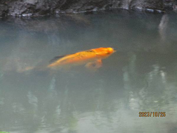 生態池之錦鯉魚