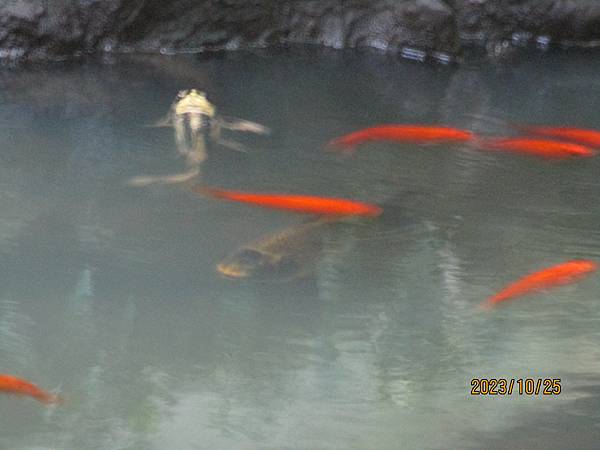 生態池之錦鯉魚