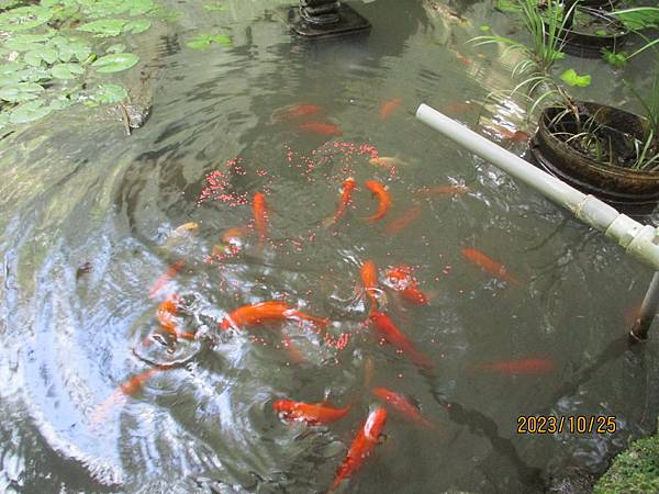 生態池之錦鯉魚