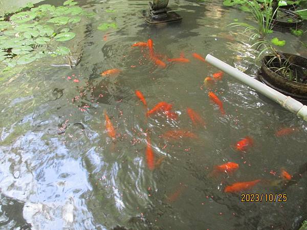 生態池之錦鯉魚