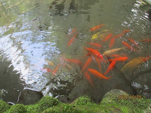 生態池之錦鯉魚