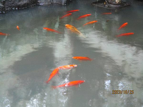 生態池之錦鯉魚
