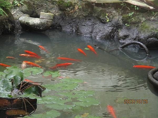 生態池之錦鯉魚