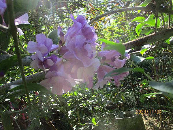 蒜香藤今年開3次花