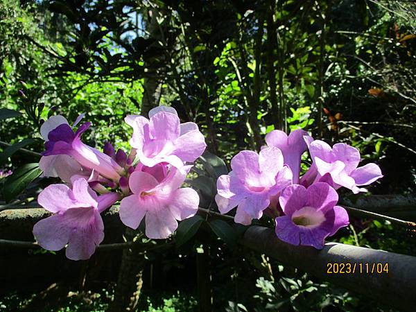 蒜香藤今年開3次花