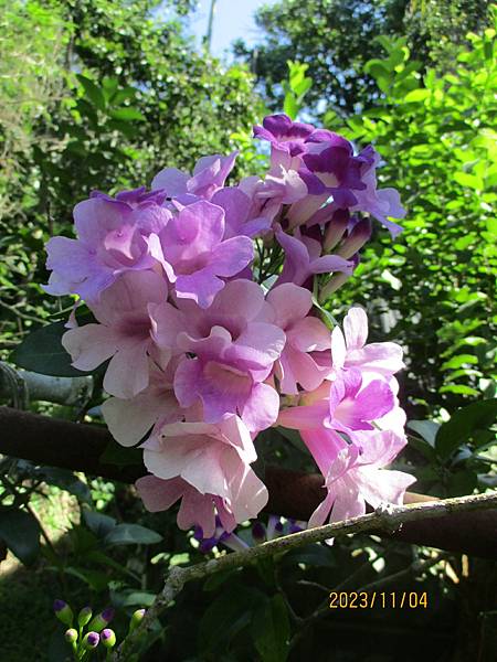 蒜香藤今年開3次花