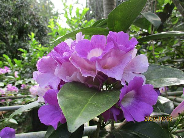 蒜香藤今年開3次花