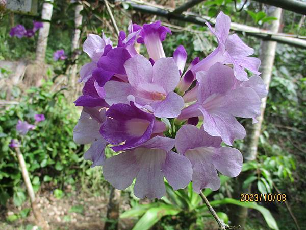 蒜香藤今年開3次花