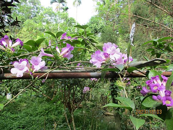 蒜香藤今年開3次花