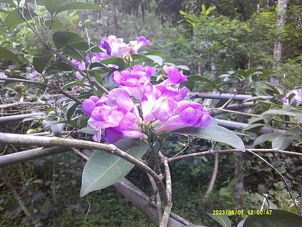 蒜香藤今年開3次花